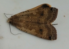 Noctua pronuba