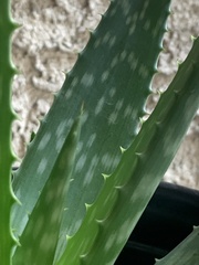 Aloe