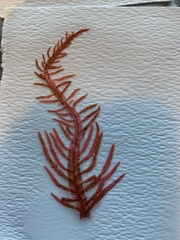 Cumathamnion decipiens