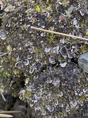 Illosporium carneum