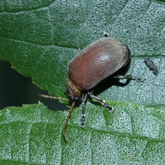 Menippus cynicus
