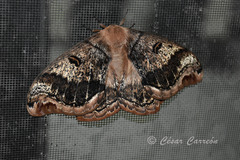 Arsenurinae
