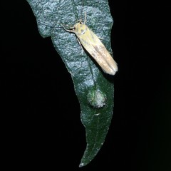 Stathmopoda auriferella