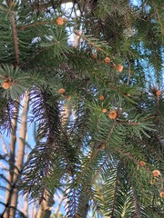 Picea jezoensis