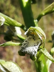 Chloraea cylindrostachya