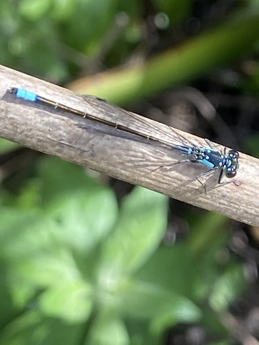 iNaturalist observation photo of Pacific Forktail