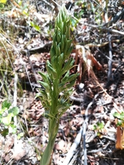 Chloraea cylindrostachya
