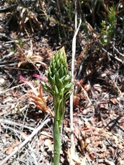 Chloraea cylindrostachya