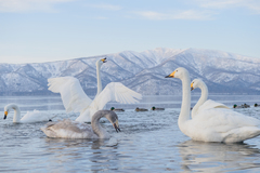 Cygnus cygnus
