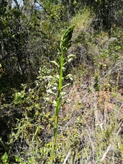 Chloraea cylindrostachya