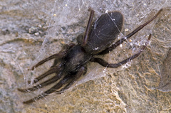 Segestria florentina