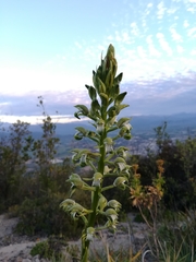 Chloraea cylindrostachya