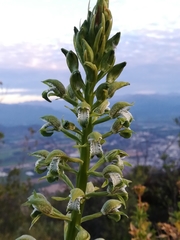 Chloraea cylindrostachya