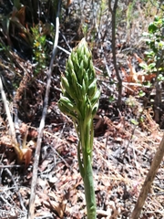 Chloraea cylindrostachya