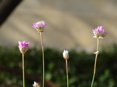Armeria hispalensis