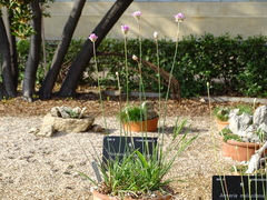 Armeria hispalensis