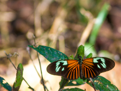 Heliconius erato amazona