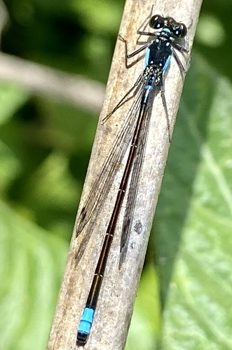 iNaturalist observation photo of Pacific Forktail