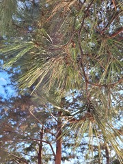 Pinus koraiensis