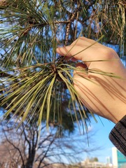 Pinus koraiensis