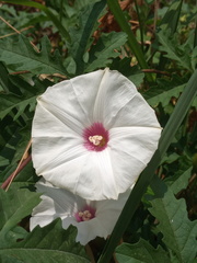 Distimake dissectus dissectus