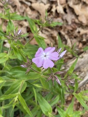 Phlox pilosa