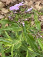 Phlox pilosa
