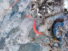 Tubulanus