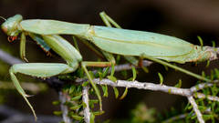 Trachymantis dentifrons