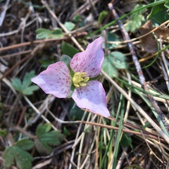 Pseudotrillium rivale