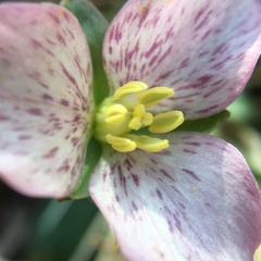 Pseudotrillium rivale