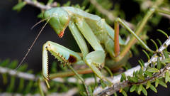 Trachymantis dentifrons