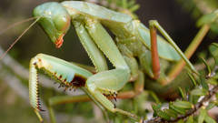 Trachymantis dentifrons