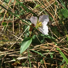 Pseudotrillium rivale