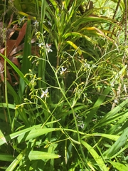 Dianella sandwicensis