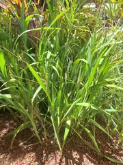 Dianella sandwicensis