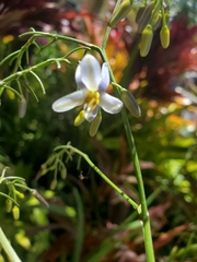 Dianella sandwicensis