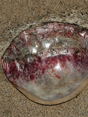 Stomolophidae