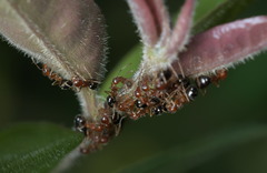 Dolichoderus taprobanae