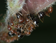 Dolichoderus taprobanae