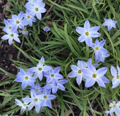 Ipheion