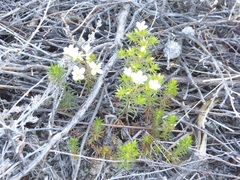 Leptosiphon floribundus