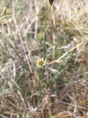 Fuirena scirpoidea