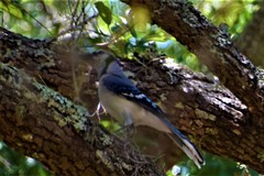 Cyanocitta cristata image