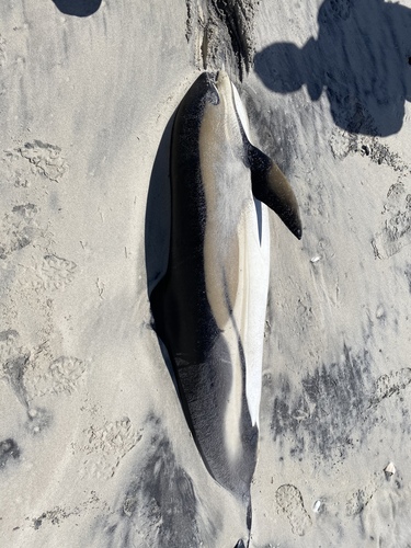 Common Dolphin photographed in New Jersey