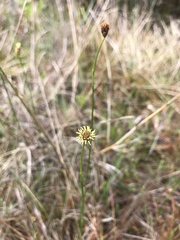 Fuirena scirpoidea