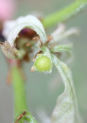 Andricus quercusutriculus