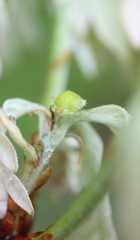 Andricus quercusutriculus