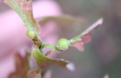 Andricus quercusutriculus