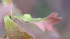 Andricus quercusutriculus